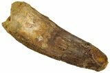 Fossil Spinosaurus Tooth - Real Dinosaur Tooth #319019-1